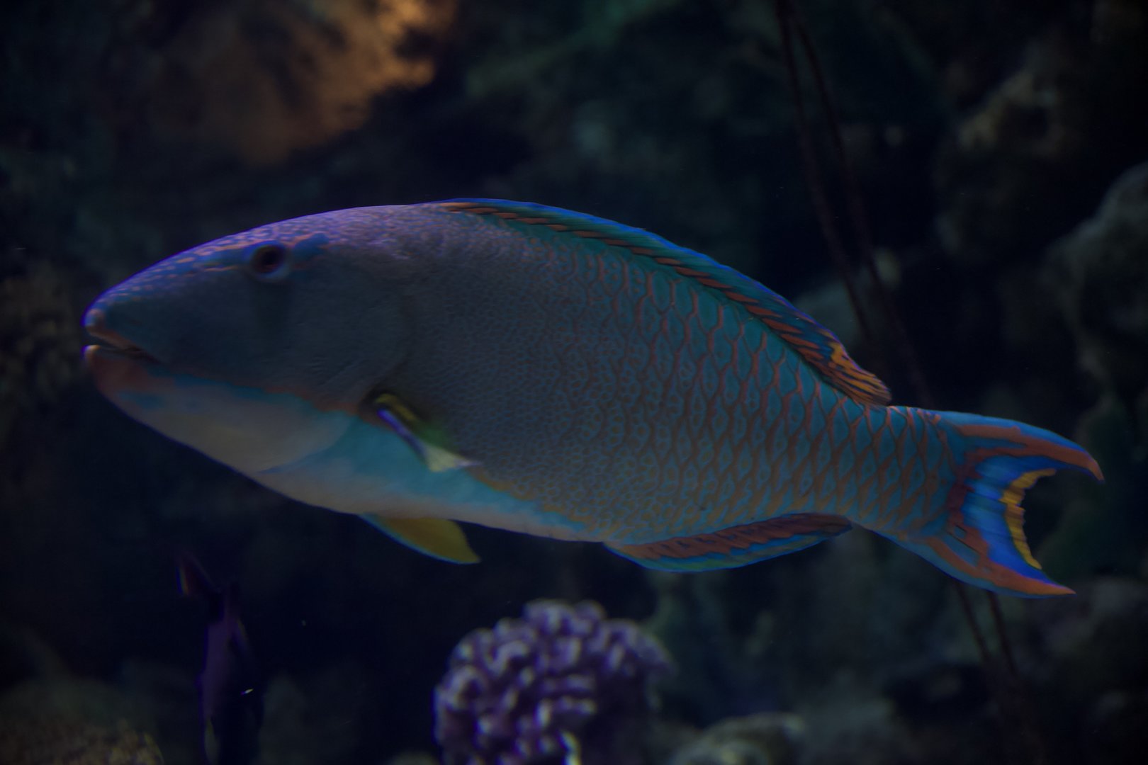 Spotted parrotfish/ Cetoscarus ocellatus