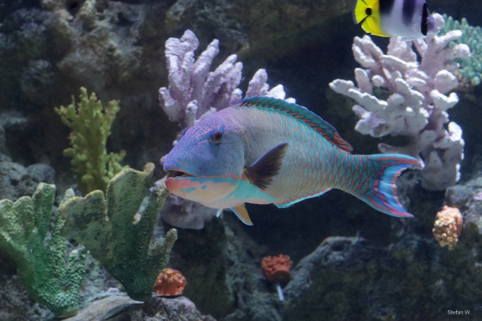 Spotted parrotfish (Cetoscarus ocellatus)