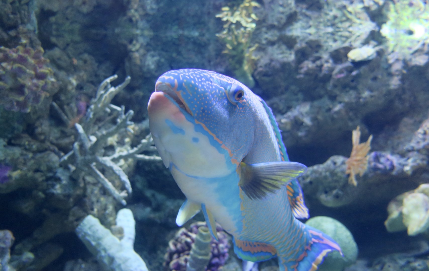Spotted Parrotfish (Cetoscarus ocellatus)