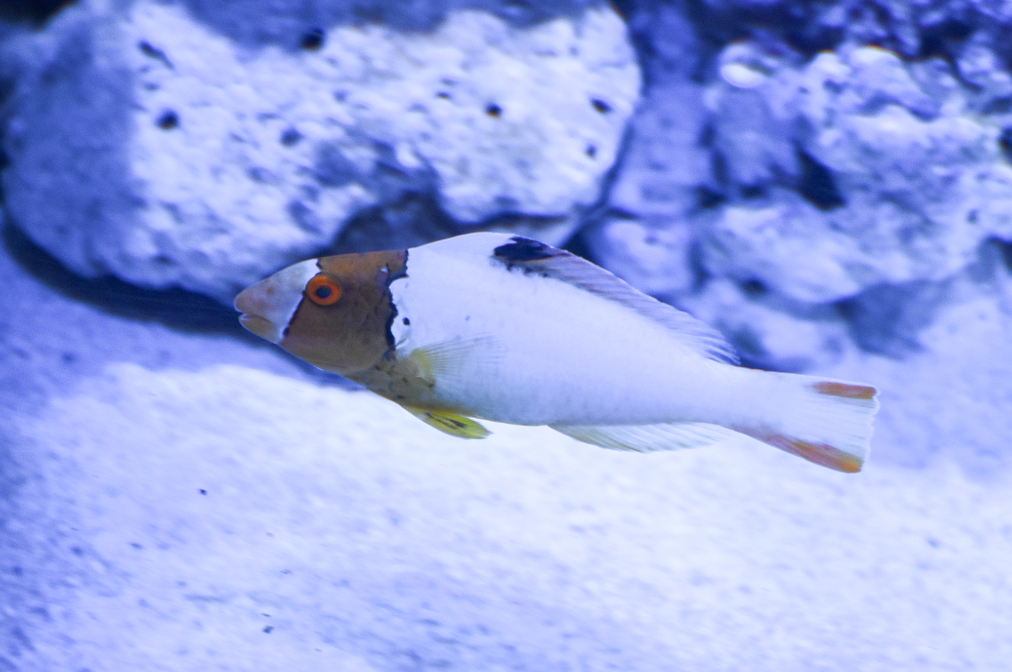 Spotted Parrotfish (juvenile)