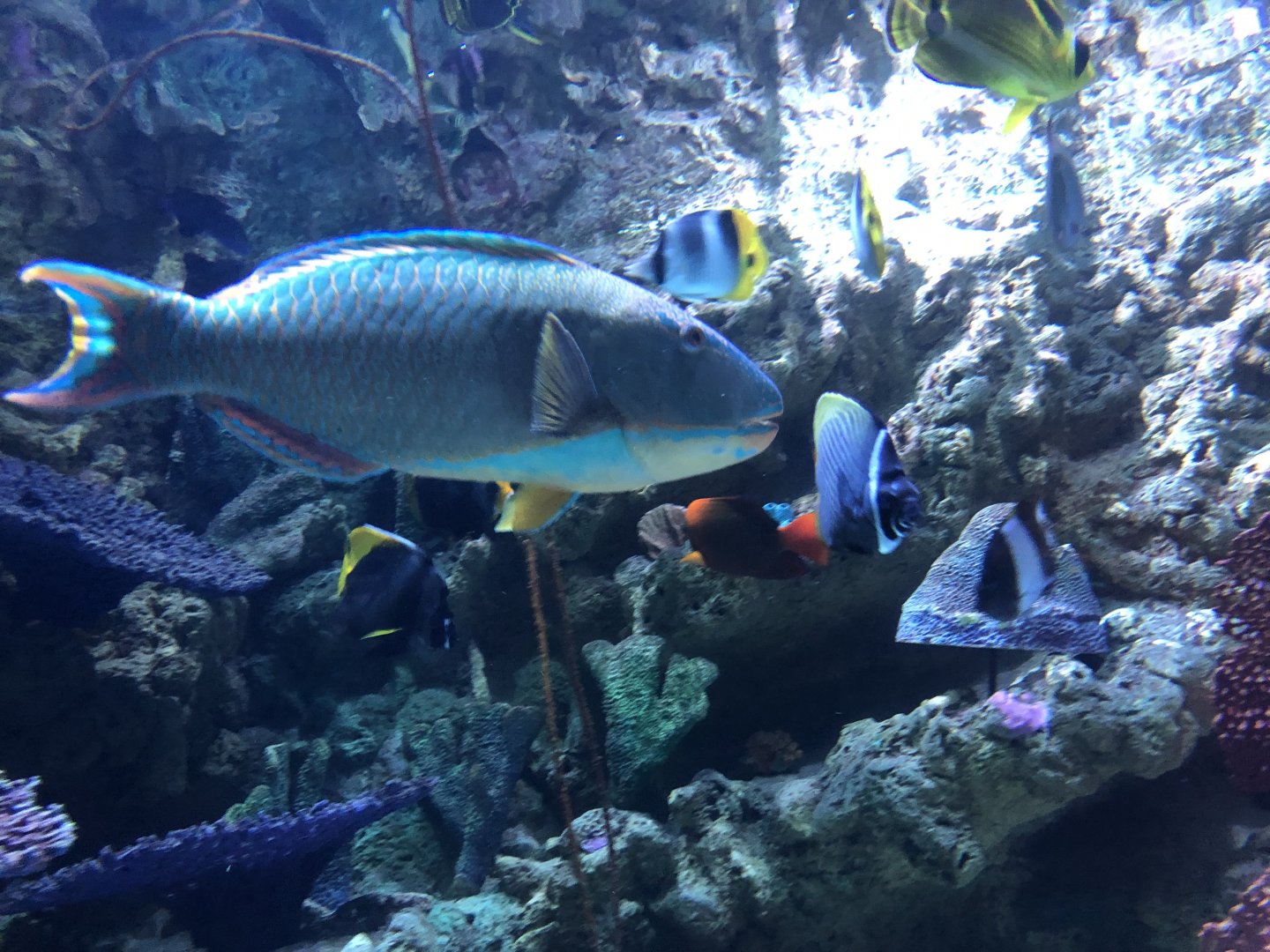 Spotted Parrotfish