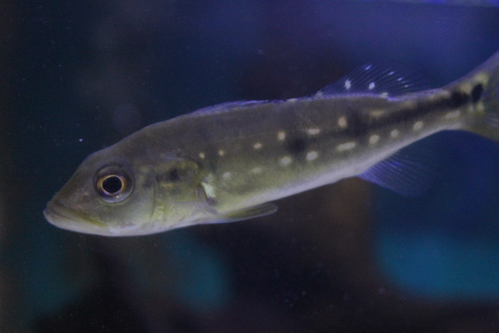 Spotted peacock bass (Cichla pinima)