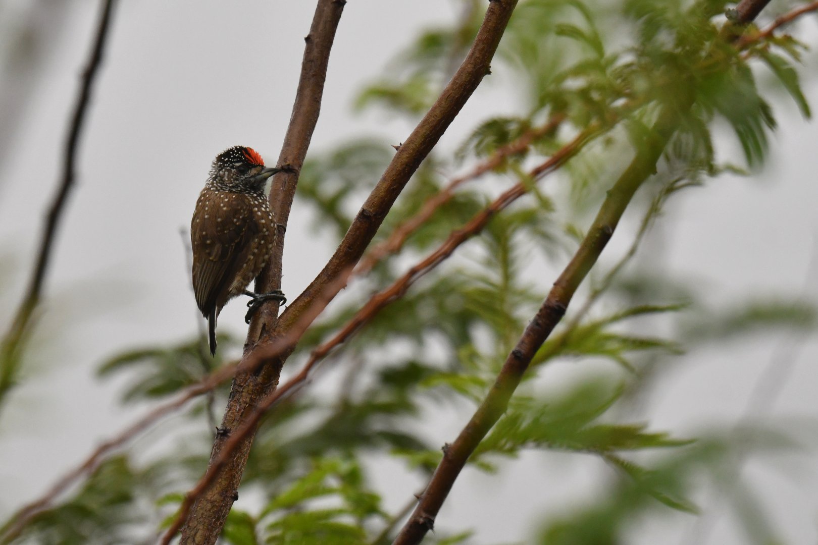 Spotted Piculet Picumnus pygmaeus