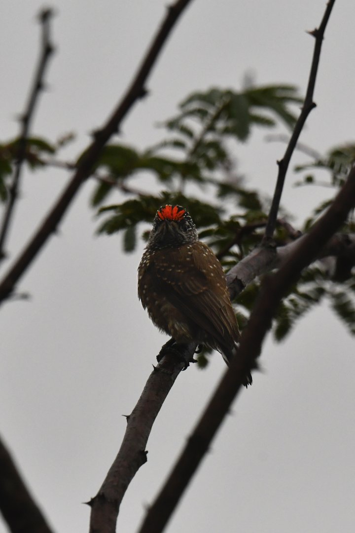 Spotted Piculet Picumnus pygmaeus