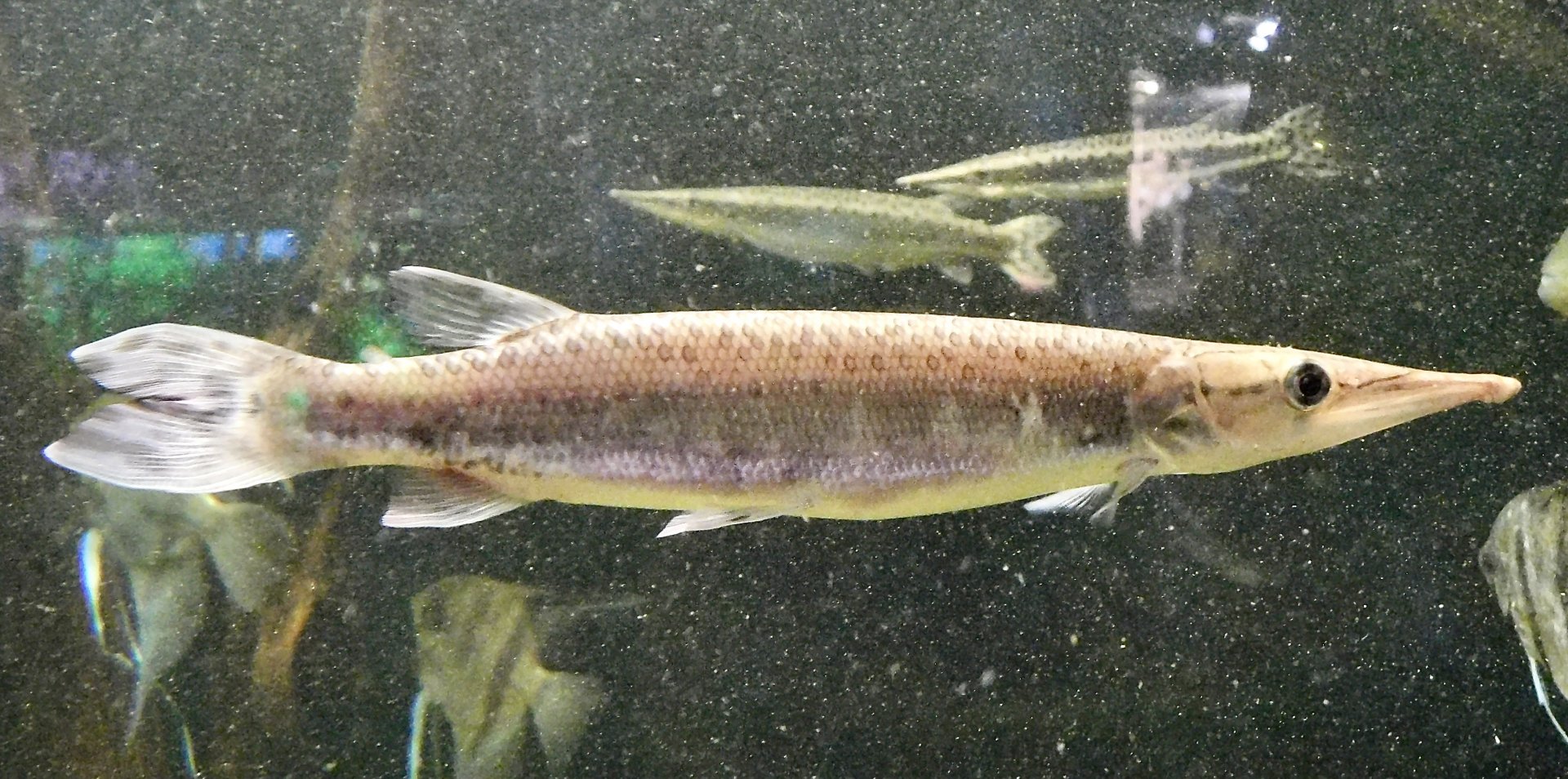 Spotted Pike-Characin (Boulengerella maculata) - Kawasui Kawasaki Aquarium November 19, 2025