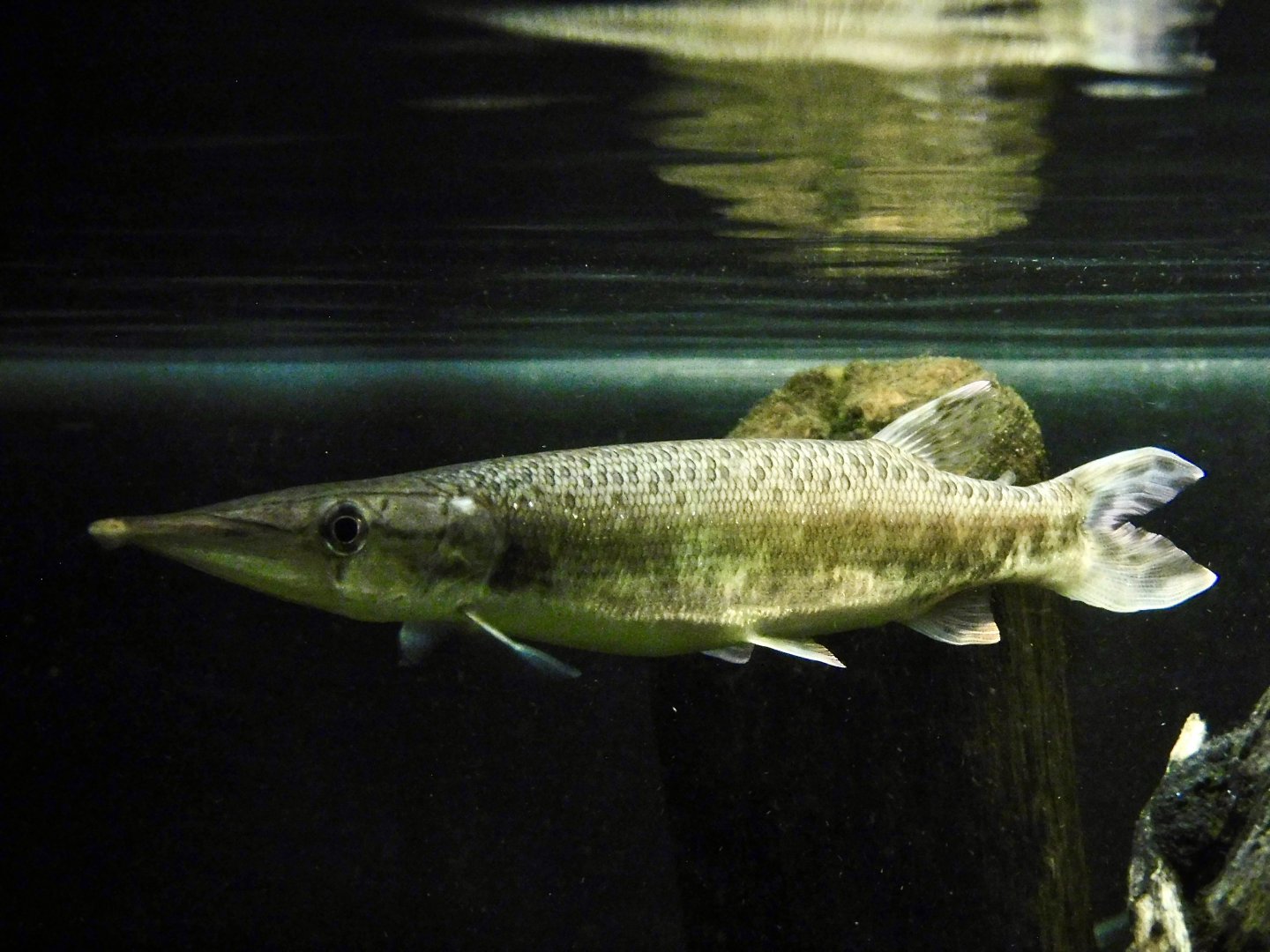 Spotted Pike-Characin (Boulengerella maculata) Kawasui Kawasaki Aquarium September 18, 2025