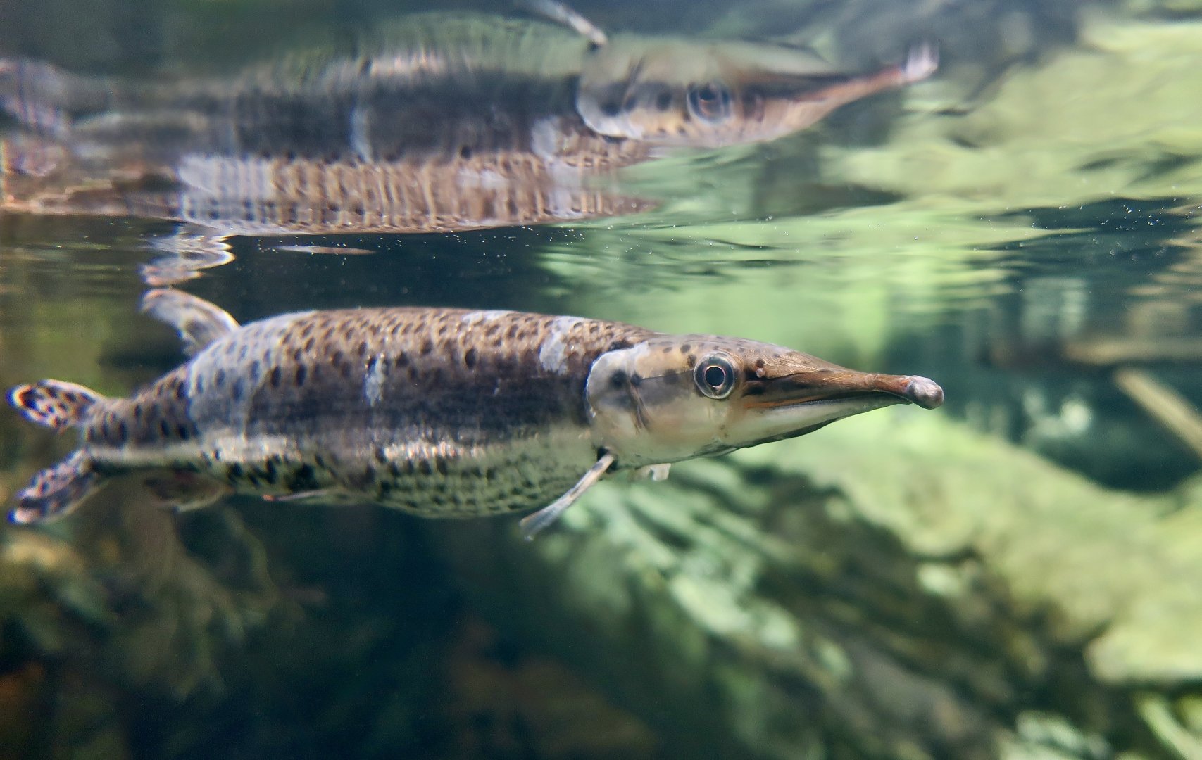 Spotted Pike-Characin (Boulengerella maculata)