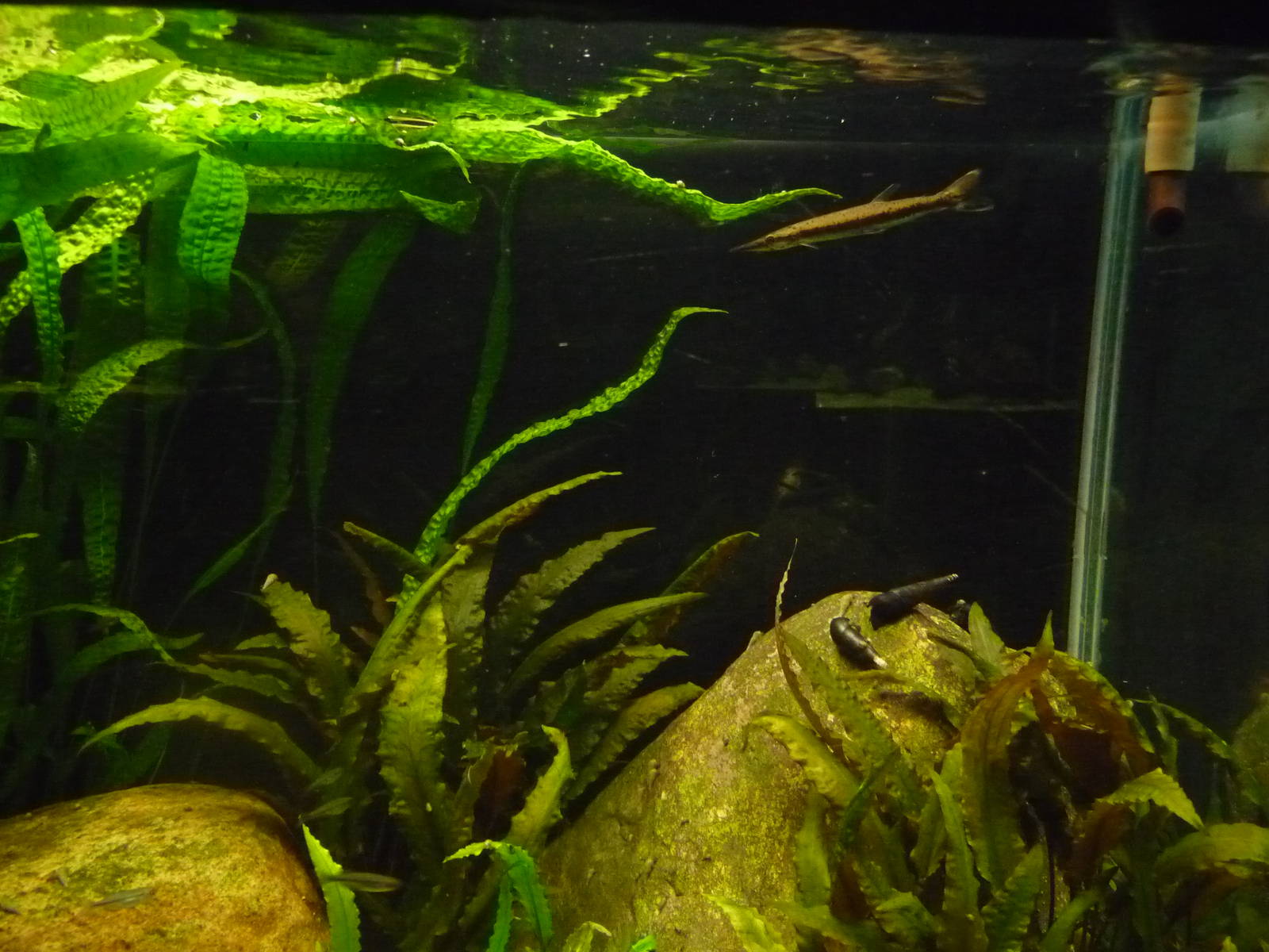 Spotted Pike Characin