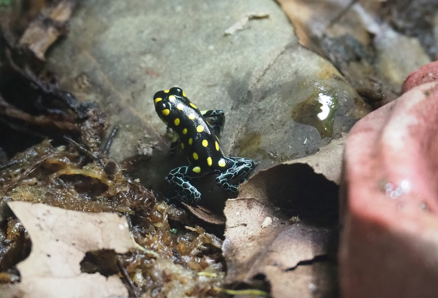 Spotted poison frog (Ranitomeya vanzolinii), 2022-08-16