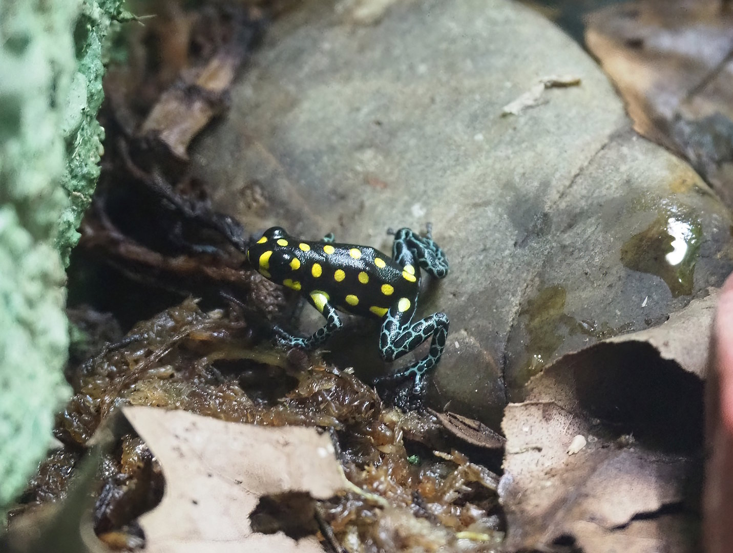 Spotted poison frog (Ranitomeya vanzolinii), 2022-08-16