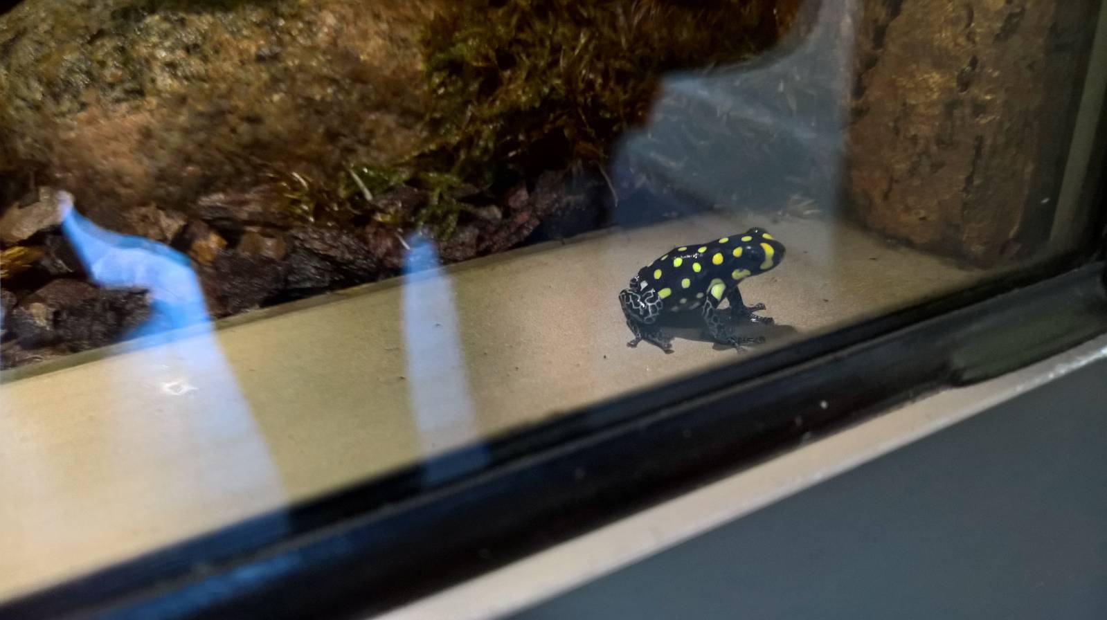 Spotted poison frog