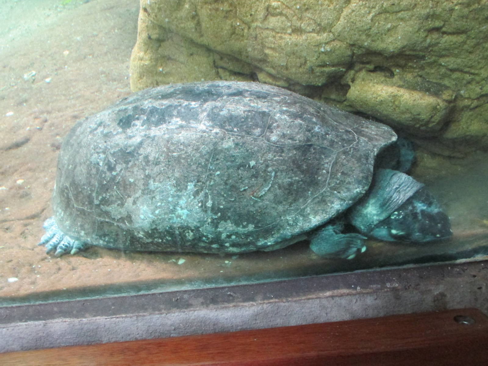 spotted pond turtle bronx zoo