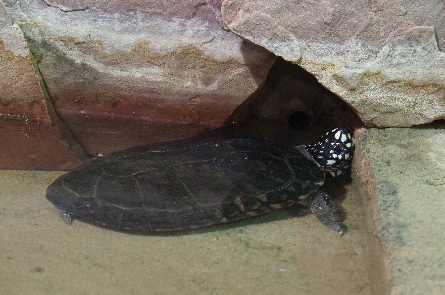 Spotted pond turtle (Geoclemys hamiltonii), 2020-09-02