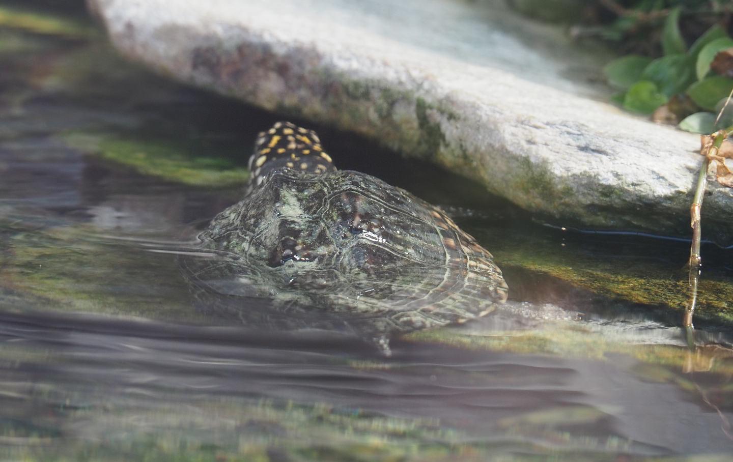 Spotted pond turtle (Geoclemys hamiltonii), 2022-06-28