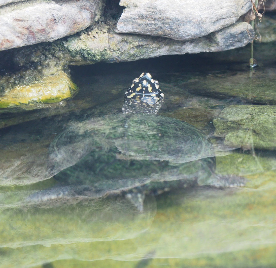 Spotted pond turtle (Geoclemys hamiltonii), 2022-09-14
