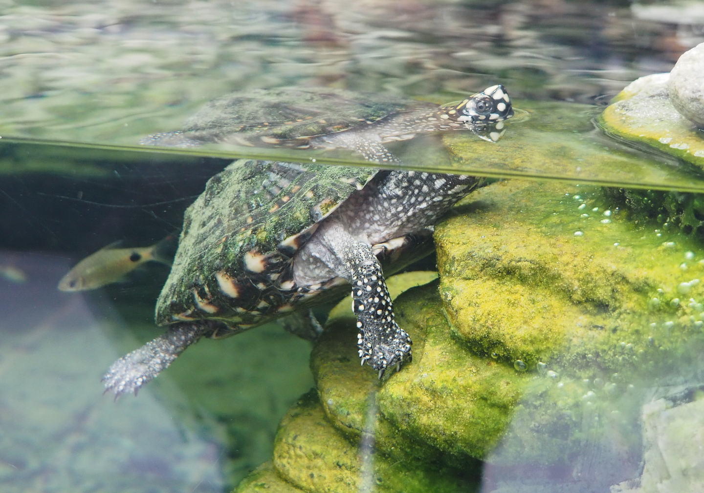 Spotted pond turtle (Geoclemys hamiltonii), 2022-09-15