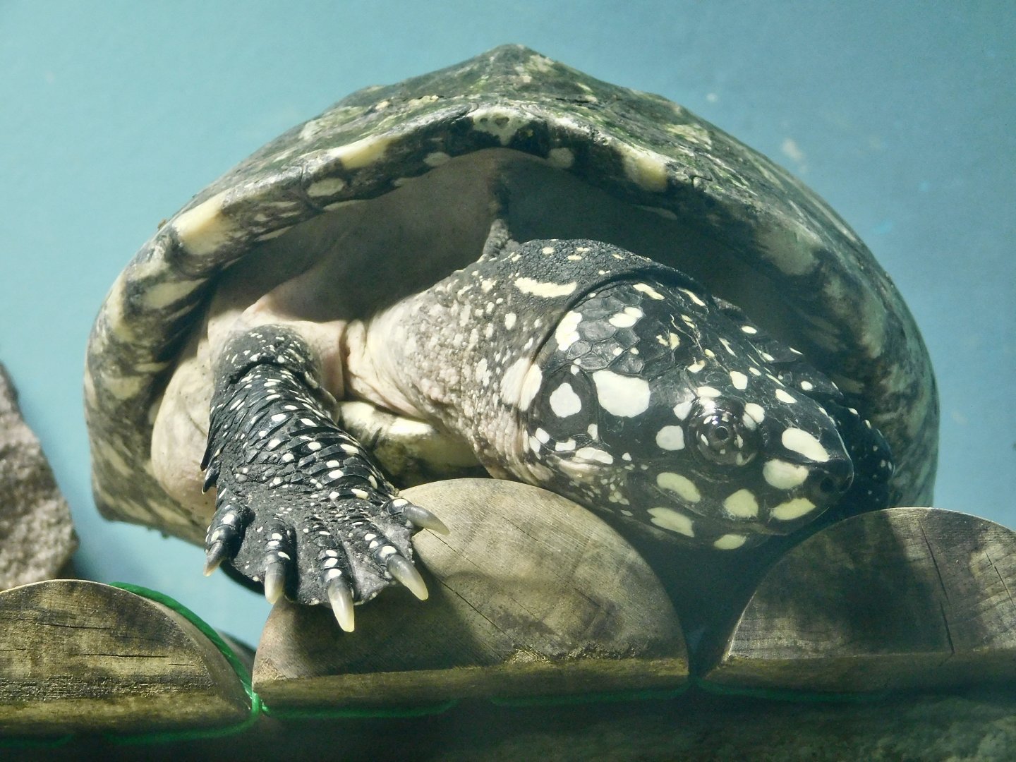 Spotted Pond Turtle (Geoclemys hamiltonii) August 2, 2025