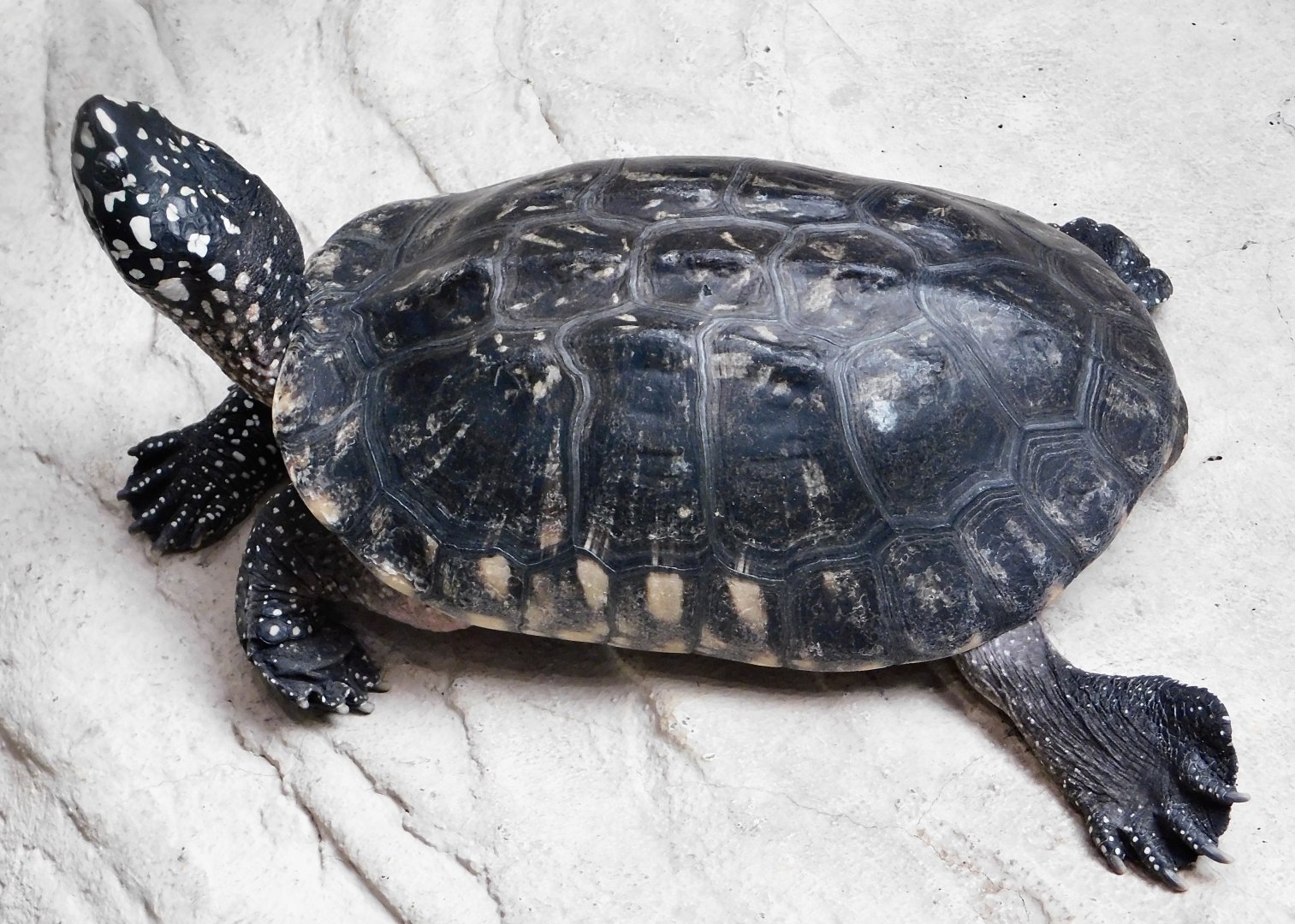 Spotted pond turtle (Geoclemys hamiltonii) August 30, 2025