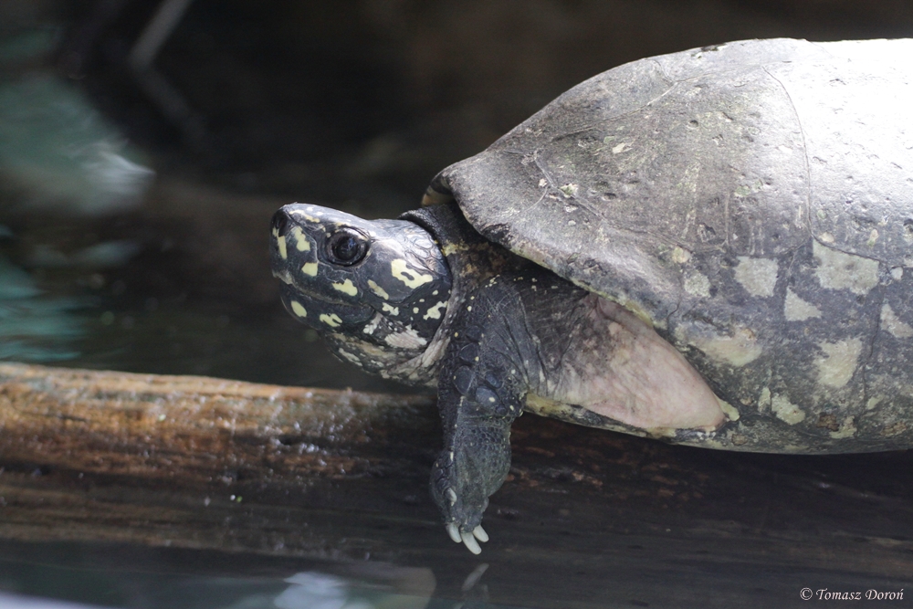 Spotted Pond Turtle (Geoclemys hamiltonii)