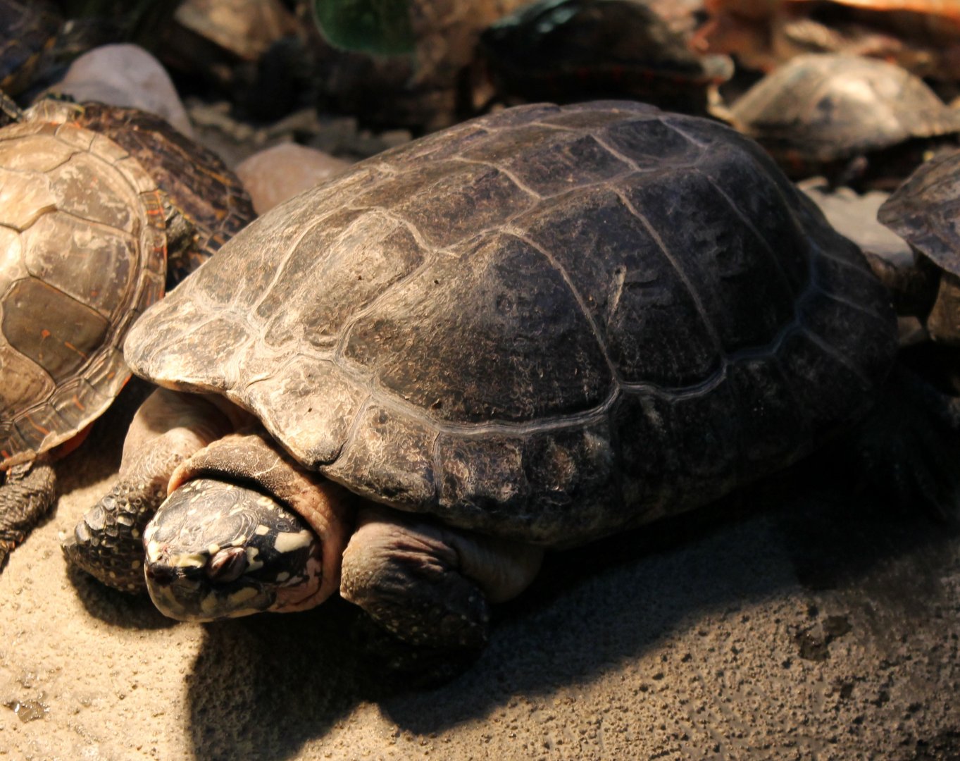 Spotted pond turtle - Geoclemys hamiltonii