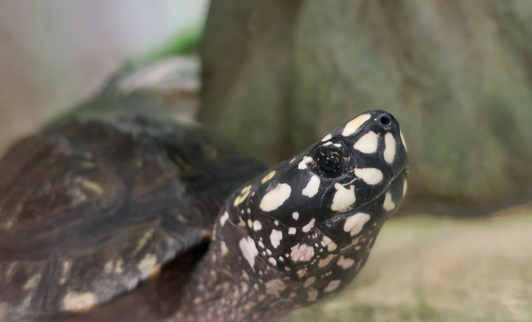 Spotted Pond Turtle (Geoclemys hamiltonii)