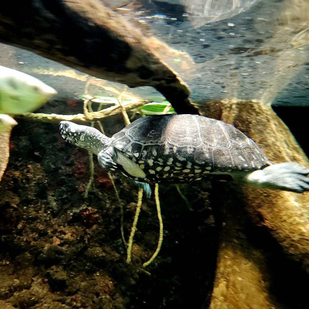 Spotted Pond Turtle (Geoclemys hamiltonii)
