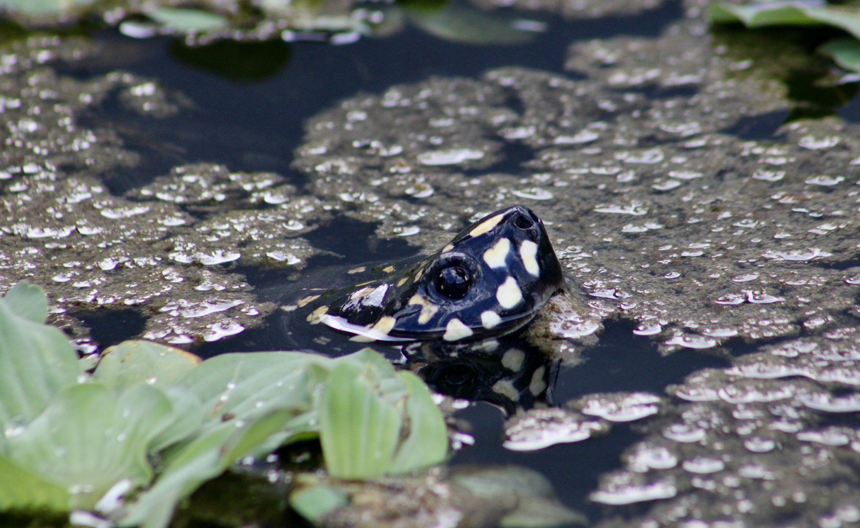 Spotted Pond Turtle (Geoclemys hamiltonii)