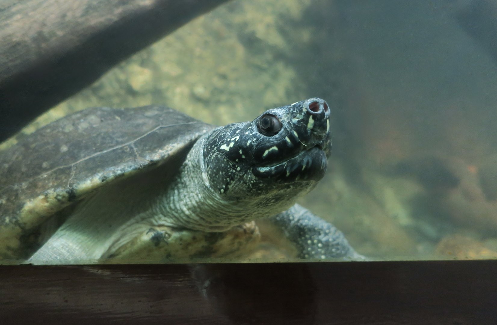 Spotted Pond Turtle (Geoclemys hamiltonii)