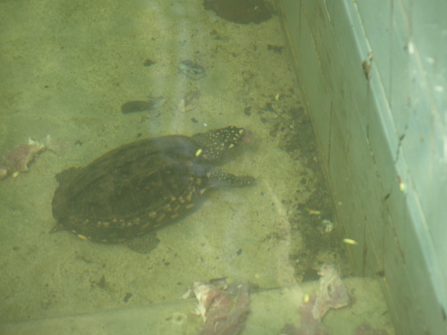 Spotted pond turtle - Lahore zoo 8/4/2017