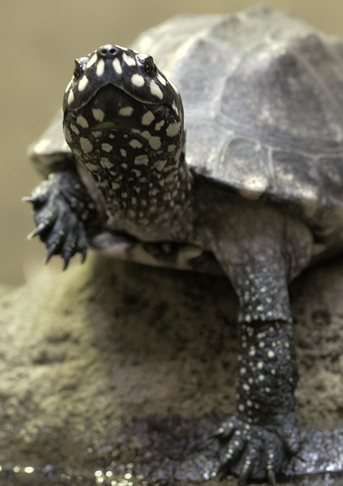 Spotted pond turtle