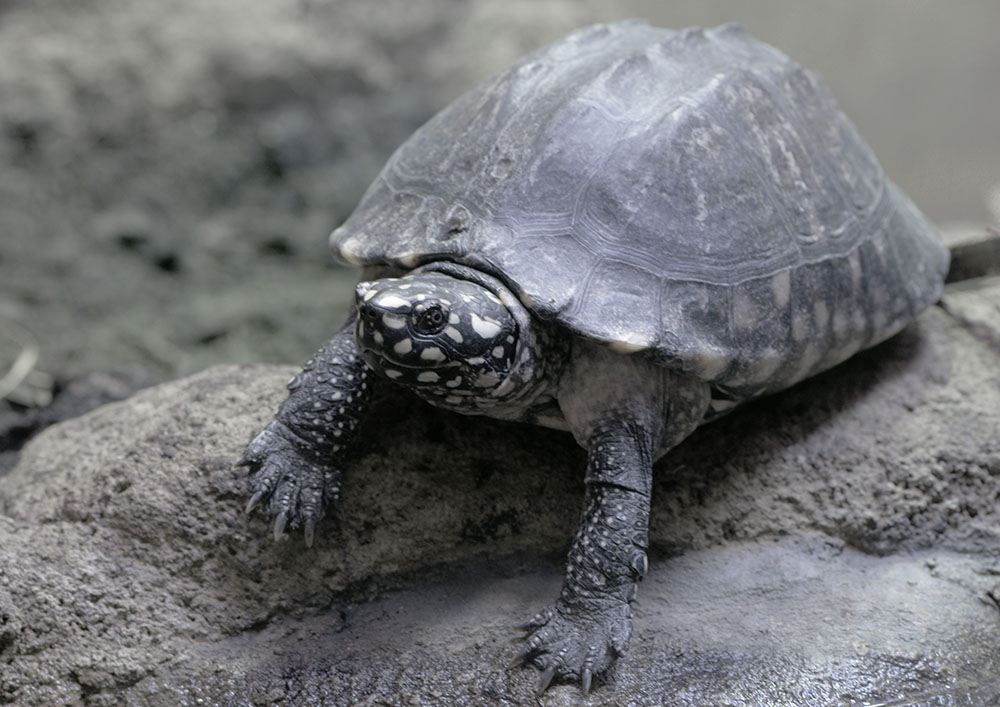 Spotted pond turtle
