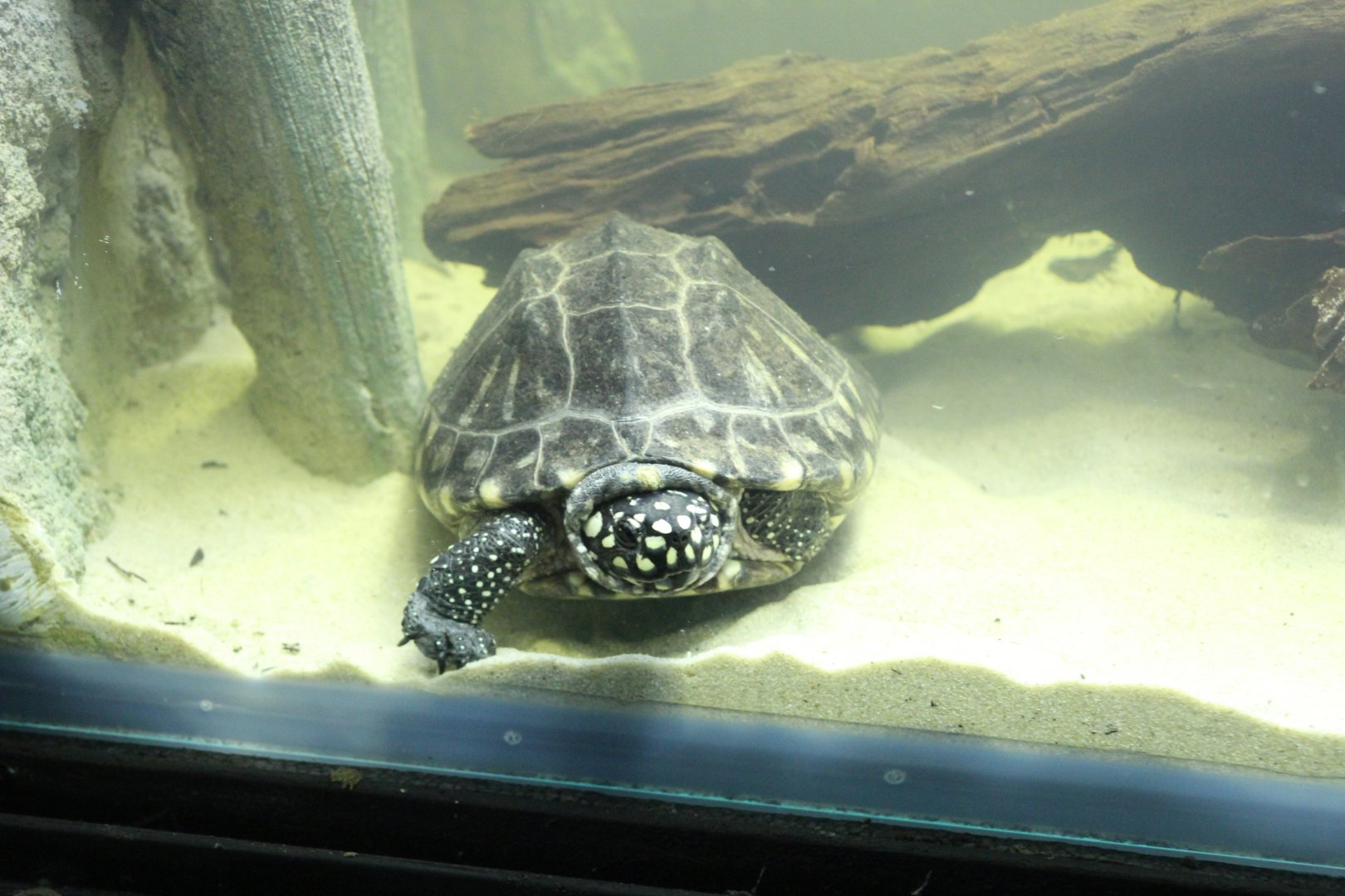 Spotted Pond Turtle