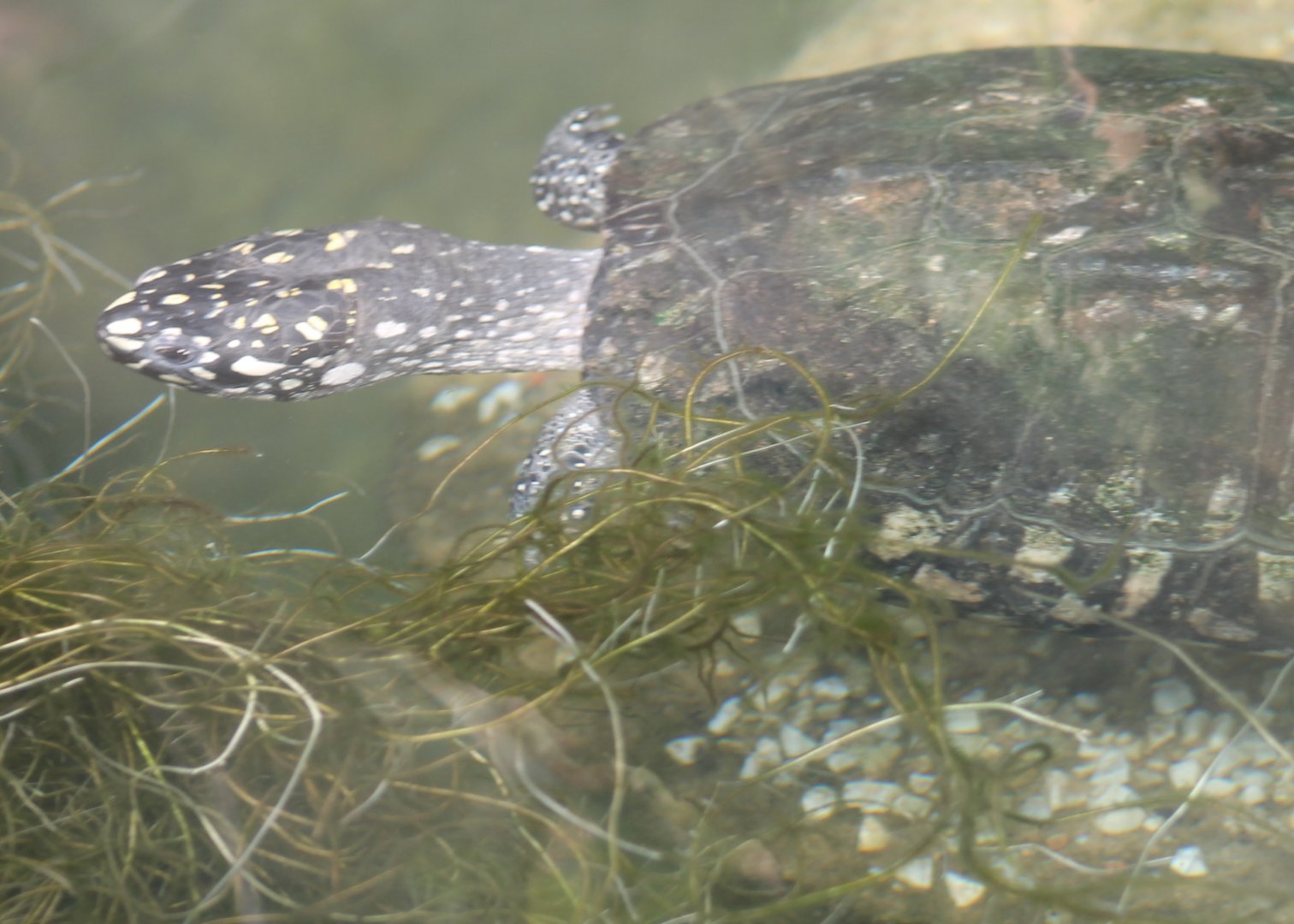 Spotted pond turtle
