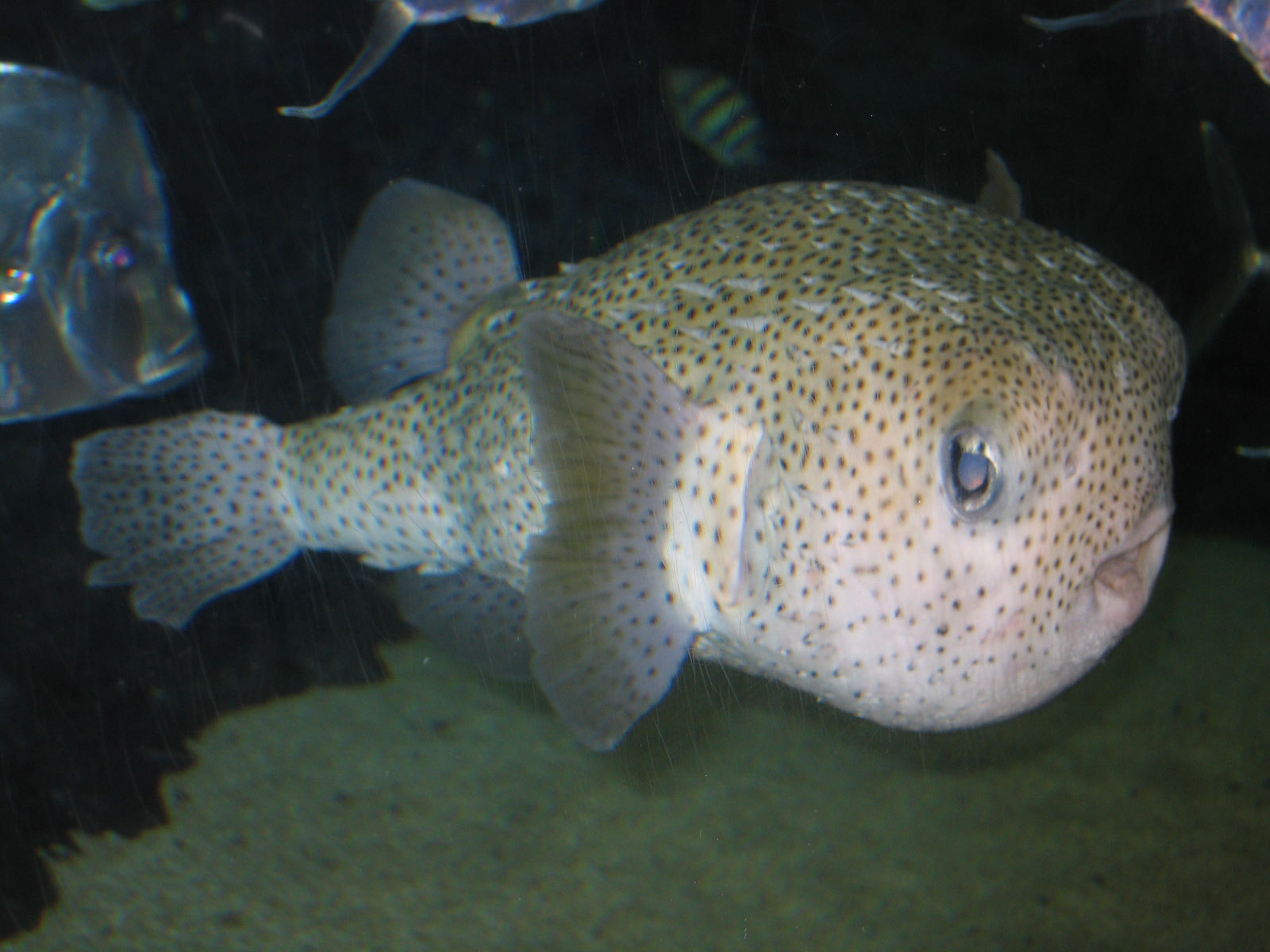 Spotted Porcupinefish - Oct 2003