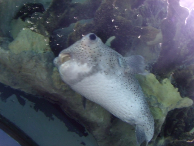 Spotted Porcupinefish