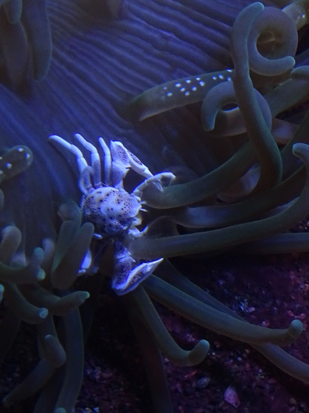 Spotted porselain crab (Neopetrolisthes maculates)
