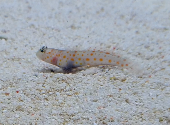 Spotted prawn goby - Amblyeleotris guttata