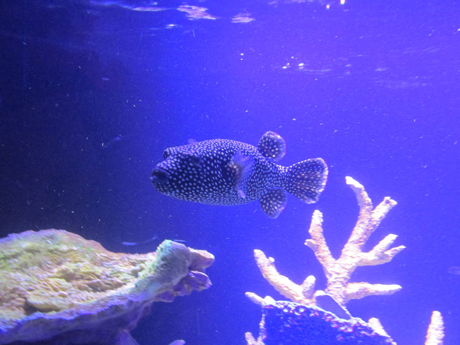 spotted pufferfish acuario inbursa