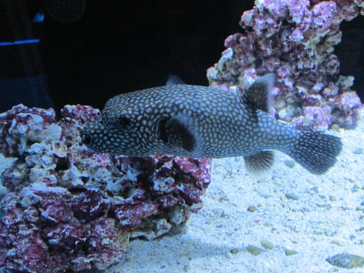 spotted pufferfish