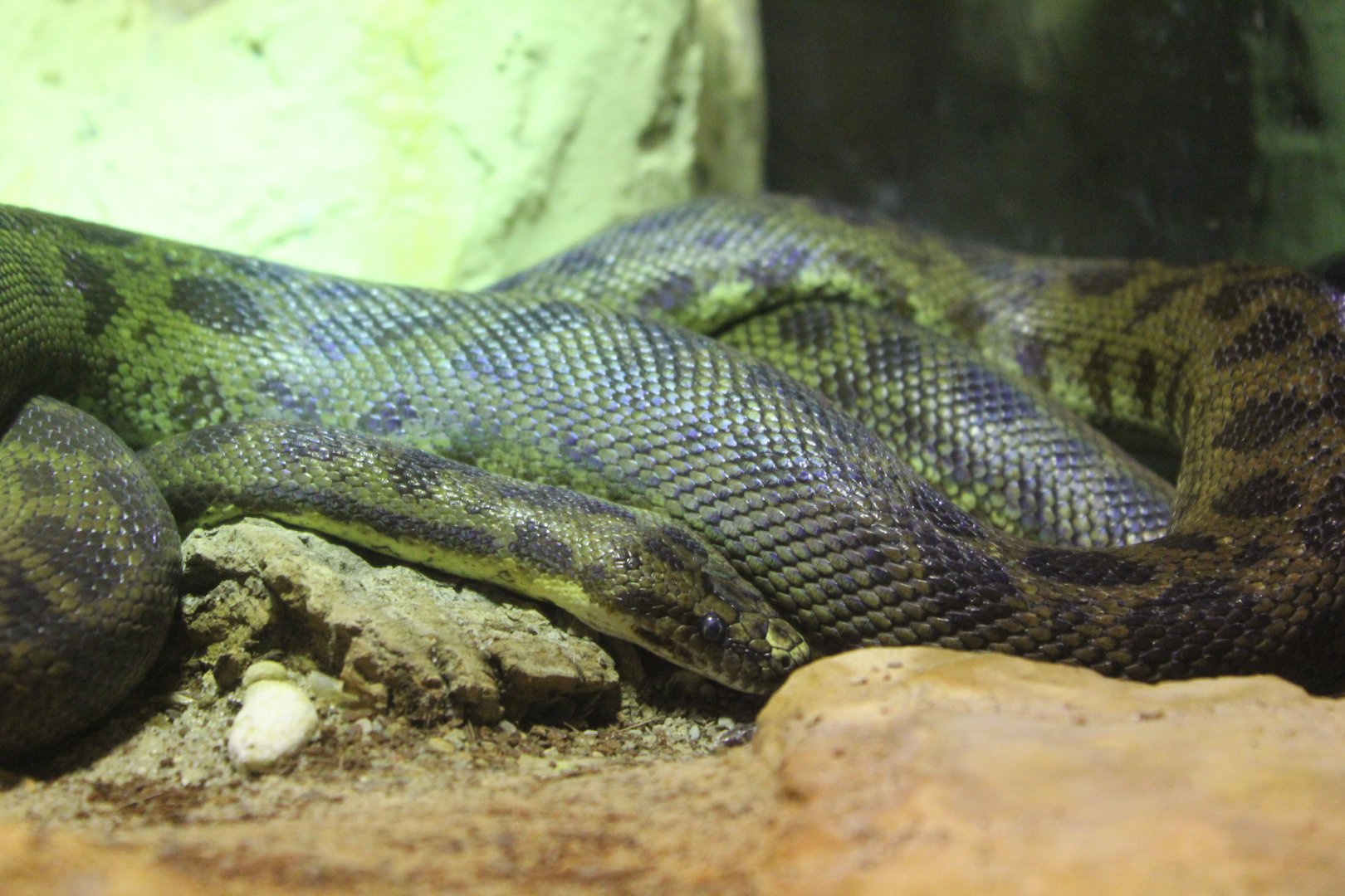 Spotted Python? - 1/7/2023