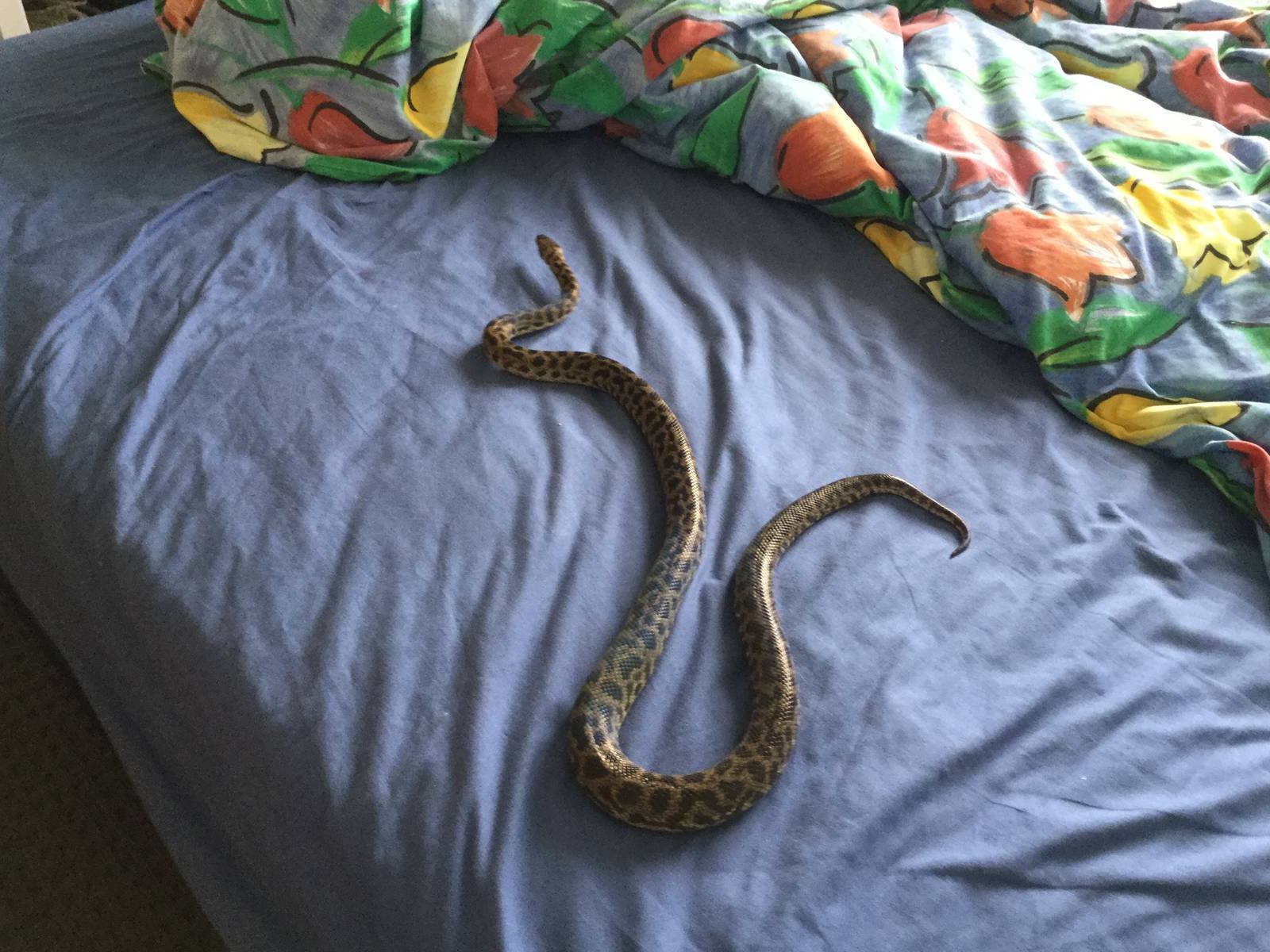 Spotted Python (Antaresia maculosa)