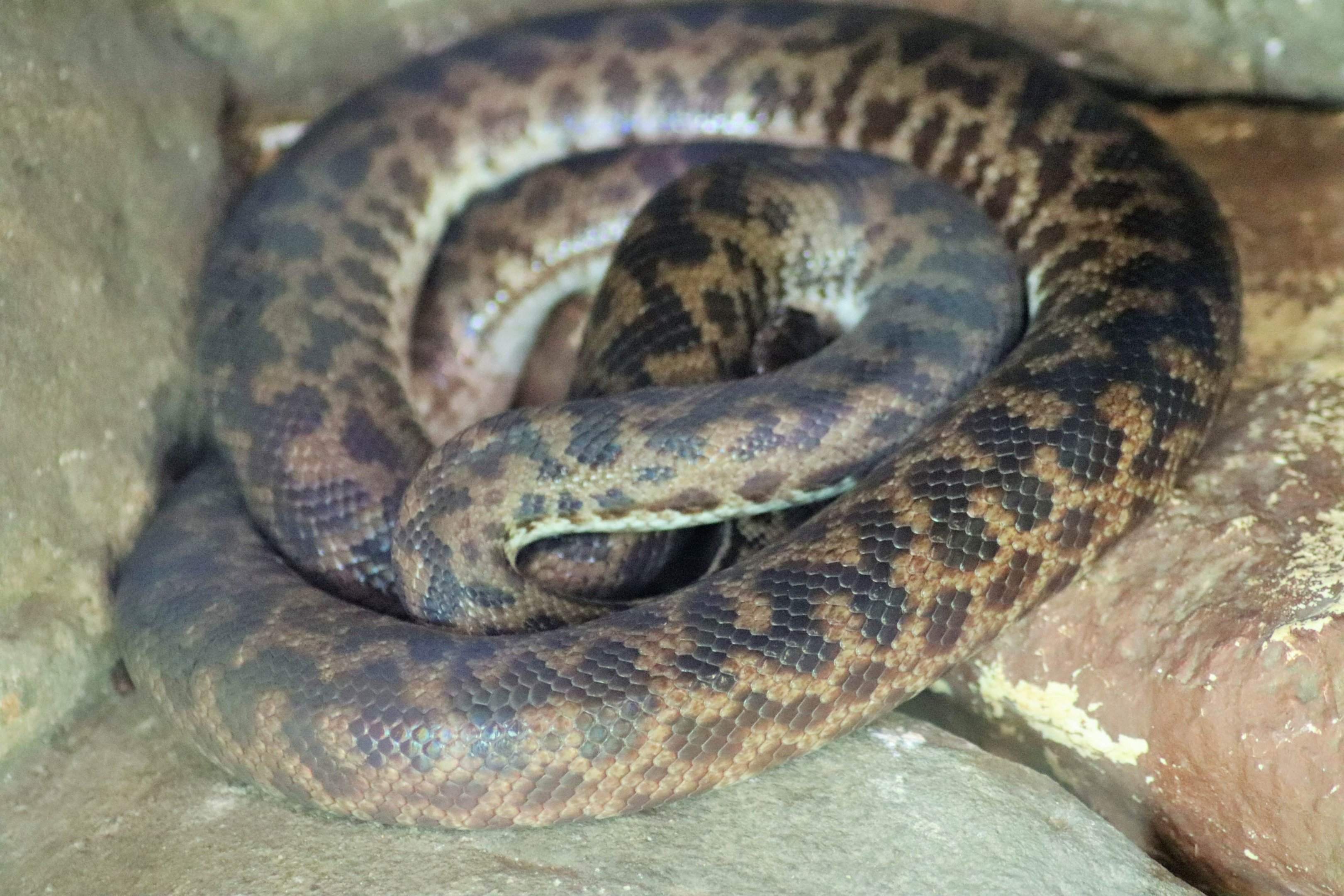 Spotted Python (Antaresia maculosa)