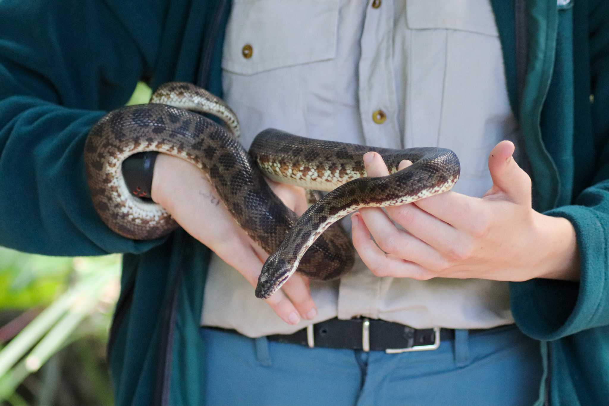Spotted Python (Antaresia maculosa)