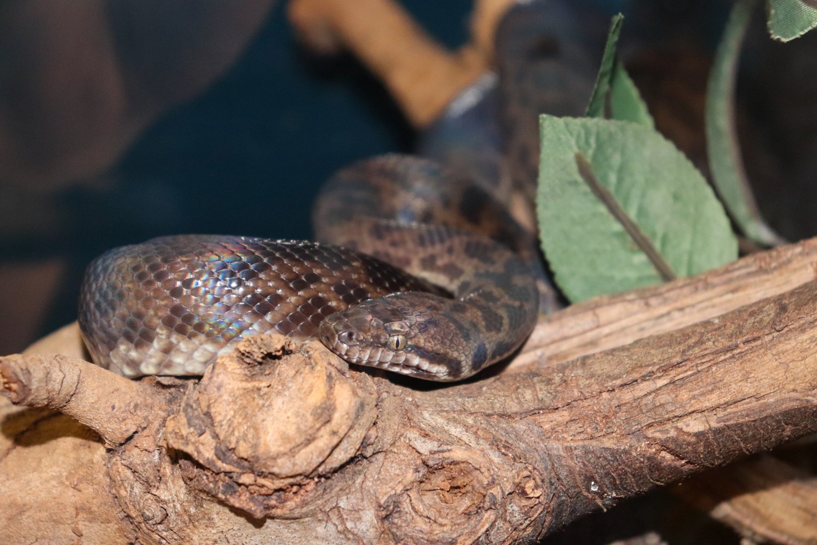 Spotted Python (Antaresia maculosa)