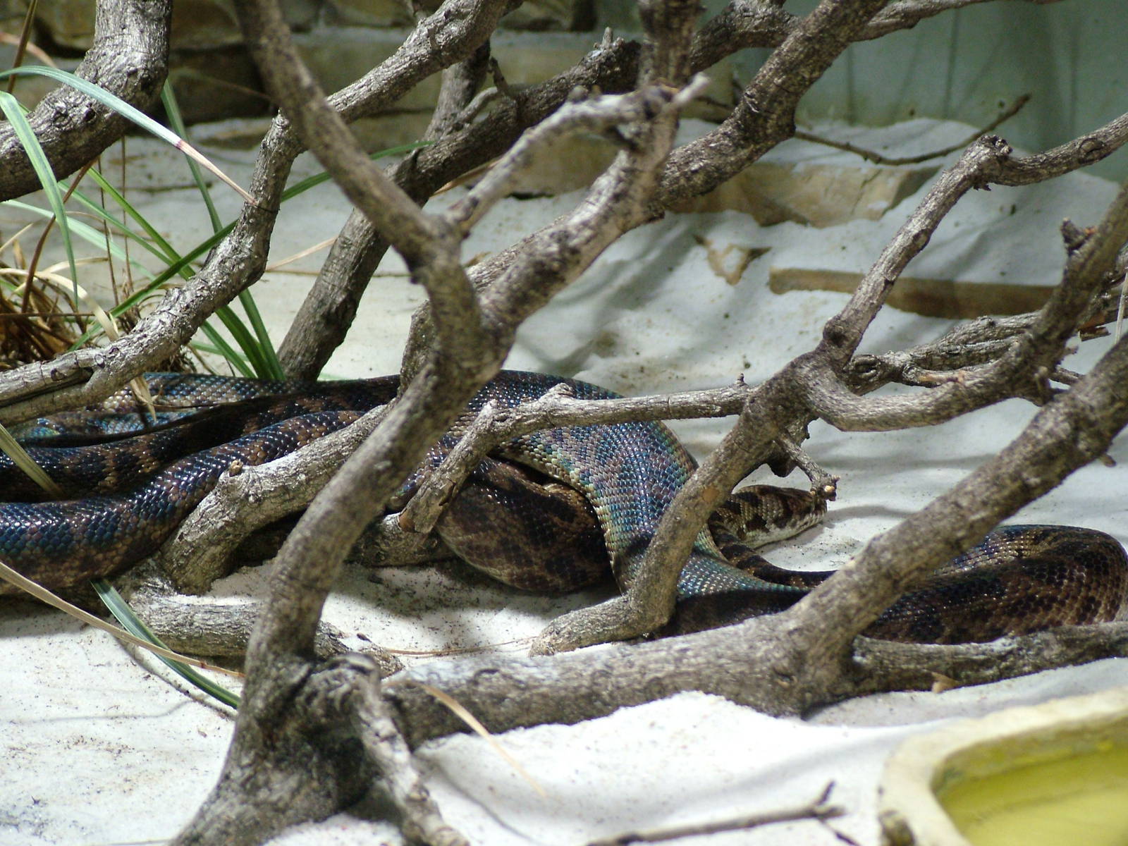 Spotted Python at Berlin Zoo Aquarium, 31/08/11