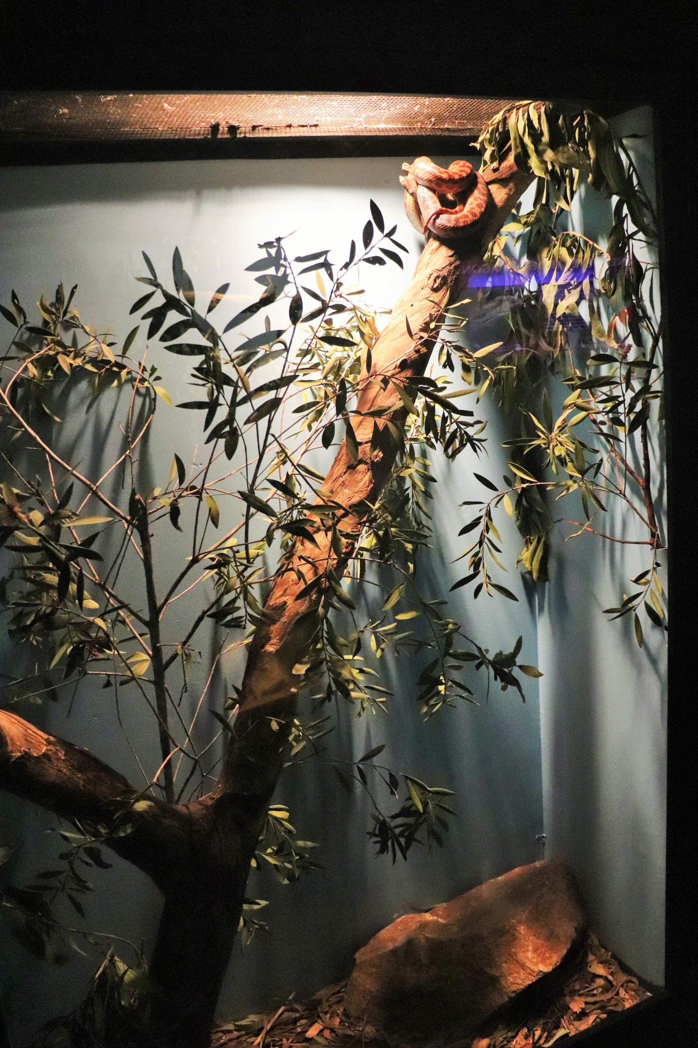 Spotted Python Enclosure