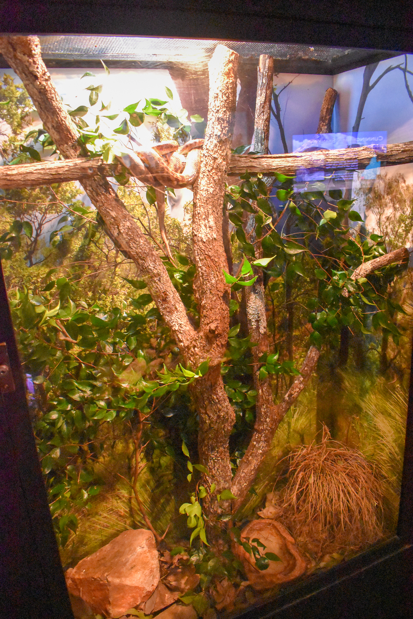 Spotted Python Enclosure