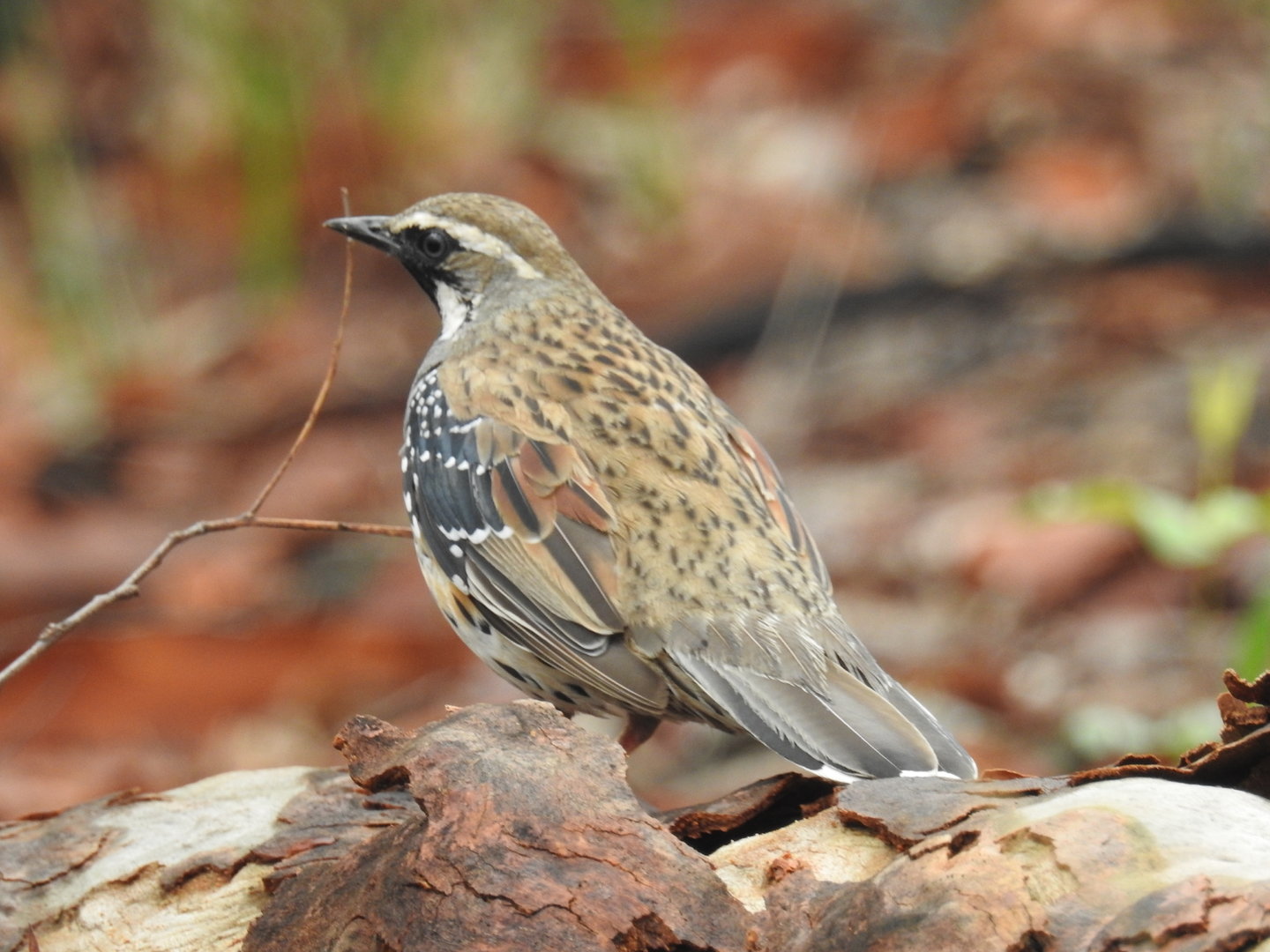 Spotted Quail-Thrush (male)