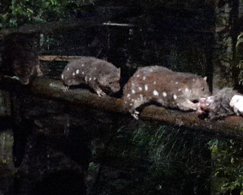 Spotted Quoll - Devils@Cradle