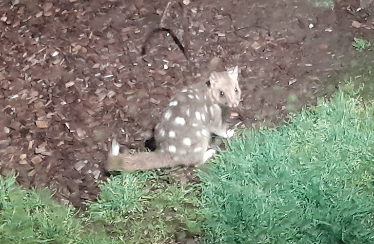 Spotted Quoll - Devils@Cradle